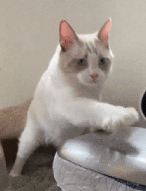 人们都说布偶猫的颜值是用智商换来的这是有多蠢呐