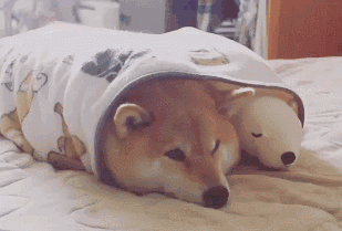 狗狗拆家怎么办有哪些解决办法