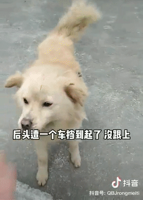 什么时候你会很心疼一只狗它狂追了主人8公里