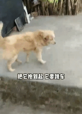 什么时候你会很心疼一只狗它狂追了主人8公里