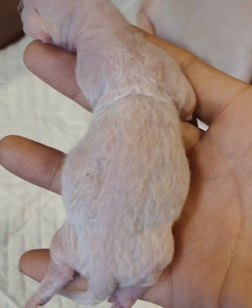 渣猫搞大母猫肚子被拉去割蛋,一个月后……好像搞错了哈哈哈!