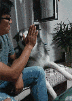 当猫咪发现位置被抢时瞬间开启了骂街模式你的良心不会痛吗