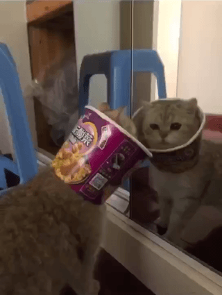 网友我养的明明是一坨猫从医院回来怎么变成了一根猫