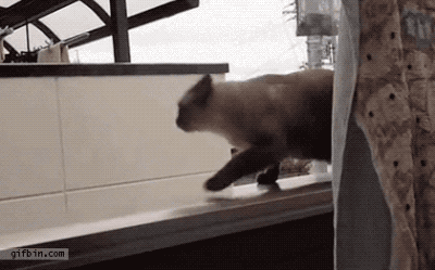 在猫咪应急救援平台@和猫住的视频中,身为猫咪救援志愿者的up主,救助