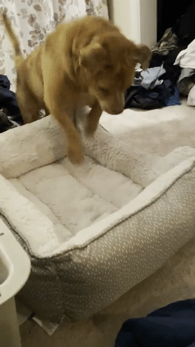 被栓了8年的狗狗第一次见到狗窝的反应让人心疼坏了