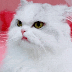 超级可爱的网红猫咪动态表情包
