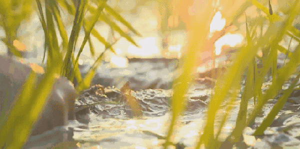 芒种丨芒而不茫炙热理想