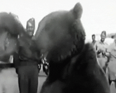 二战时的一只狗熊抽烟喝酒扛炮弹最后终于变成了英雄