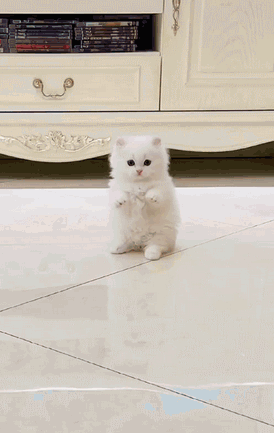 会拜拜的小猫咪有多可爱
