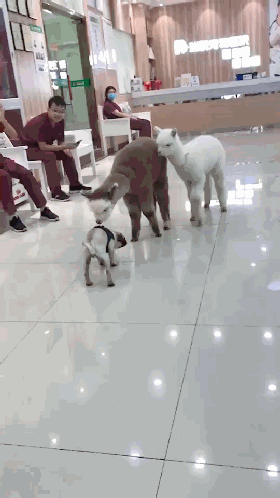 沙雕动图|羊驼,一只你不能拥有的宠物!