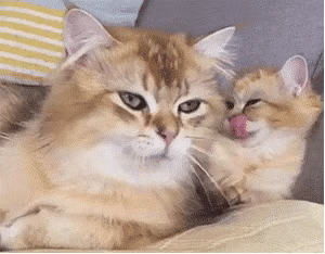 猫咪口臭警告!你知道你家猫舔你的时候有牙结石吗?