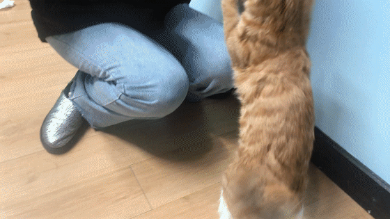 猫咪爱玩,爱啃,扔给猫咪就相当于在刷牙了,简单方便.