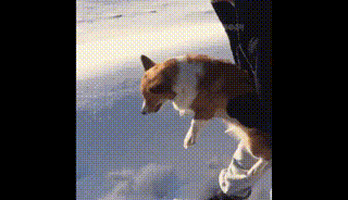 搞笑gif,交警被老汉碰瓷,高空拖行女友,那些你没见过的名场面