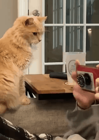 爆笑如雷了家人们小猫咪为我吃醋原来是这个样子