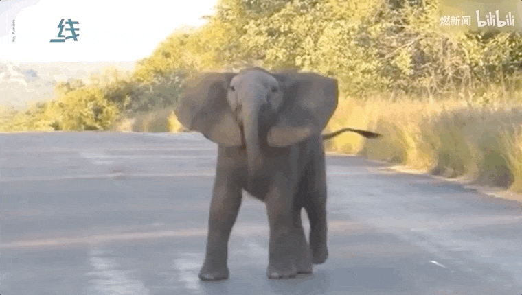 后来它们一起相伴,直到珍妮去世.