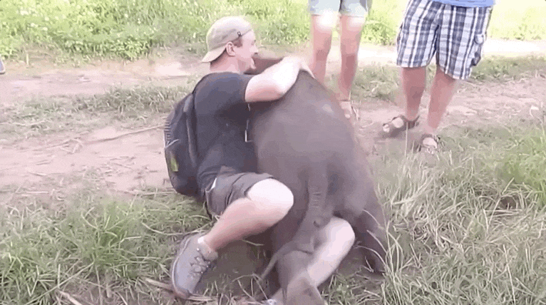 曾经有个很温情的假消息—— 大象见到人类,就像人类看见猫狗一样