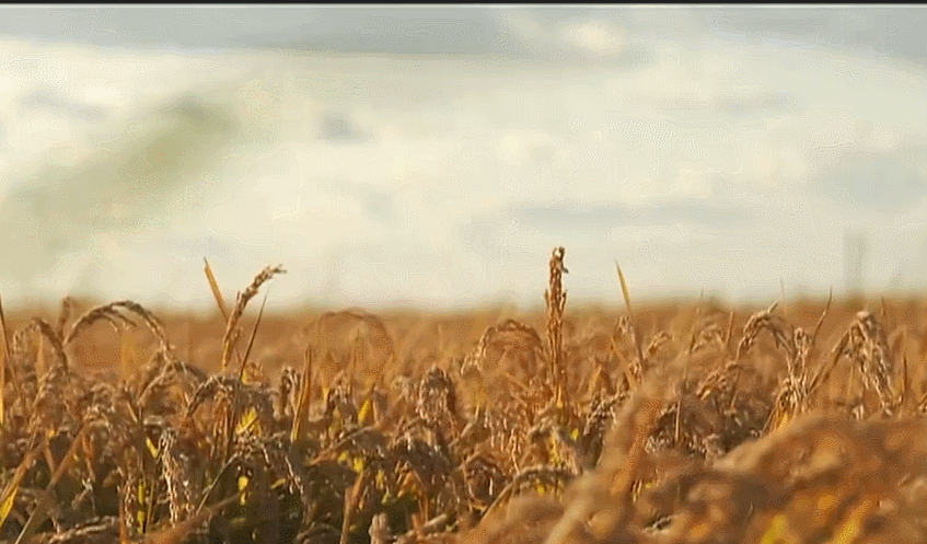 芒种时雨及芒种四野皆插秧