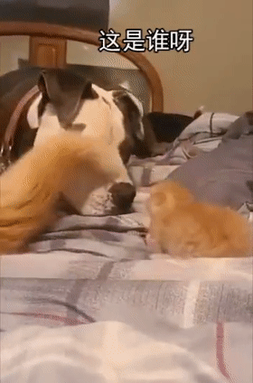 gif:大哥,你挺妖娆啊!