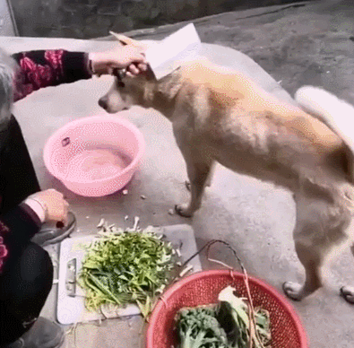 395_388gif 动态图 动图