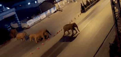 从西双版纳到昆明,这群野生亚洲象一路高歌,大摇大摆地从西双版纳的