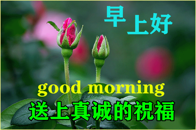 6月26日清晨阳光暖心早安问候语录,早上好图片祝福