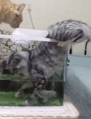 买了一缸鱼陪逆子猫结果我和猫都气哭了