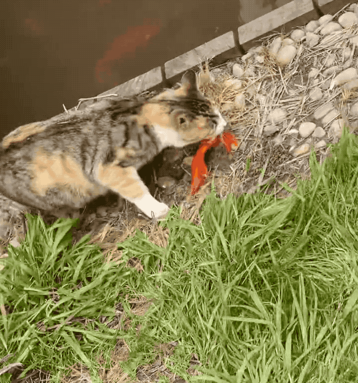 720_770gif 动态图 动图