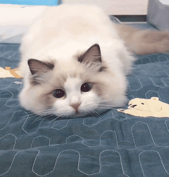 原来这个世界上,真的存在猫猫虫这种生物