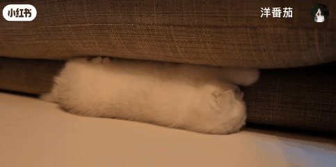 原来这个世界上真的存在猫猫虫这种生物