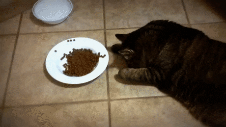 gfycat例如腐胺和尸胺,它们是由蛋白质分解自然产生的无色化学物质.