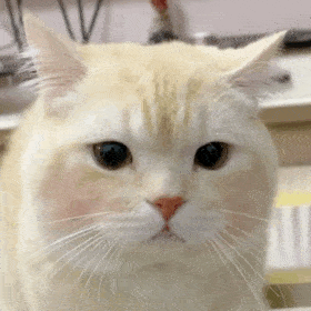 包～小可爱们还没有关注公众号的可以关注下哦～猫咪尖尖表情包01打开