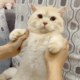 网红猫咪|猫咪尖尖表情包