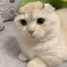 包～小可爱们还没有关注公众号的可以关注下哦～猫咪尖尖表情包01打开