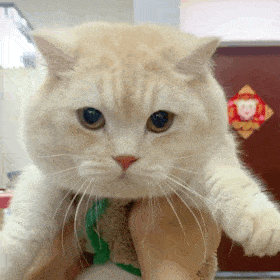 猫狗狗表情包~小可爱们还没有关注公众号的可以关注下哦~猫咪尖尖