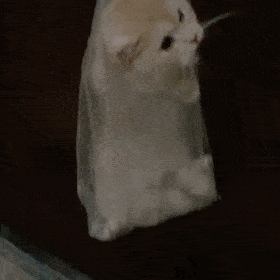 网红猫咪|猫咪尖尖表情包