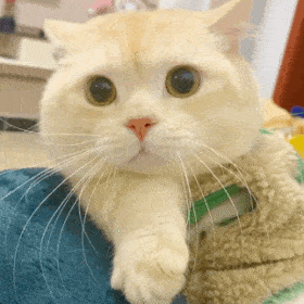 70  长按发送给朋友猫猫主人:爱笑的小年糕猫子狗子表情包猫子狗子