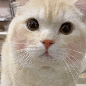 包~小可爱们还没有关注公众号的可以关注下哦~猫咪尖尖表情包01打开