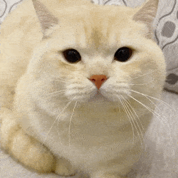 网红猫咪|猫咪尖尖表情包