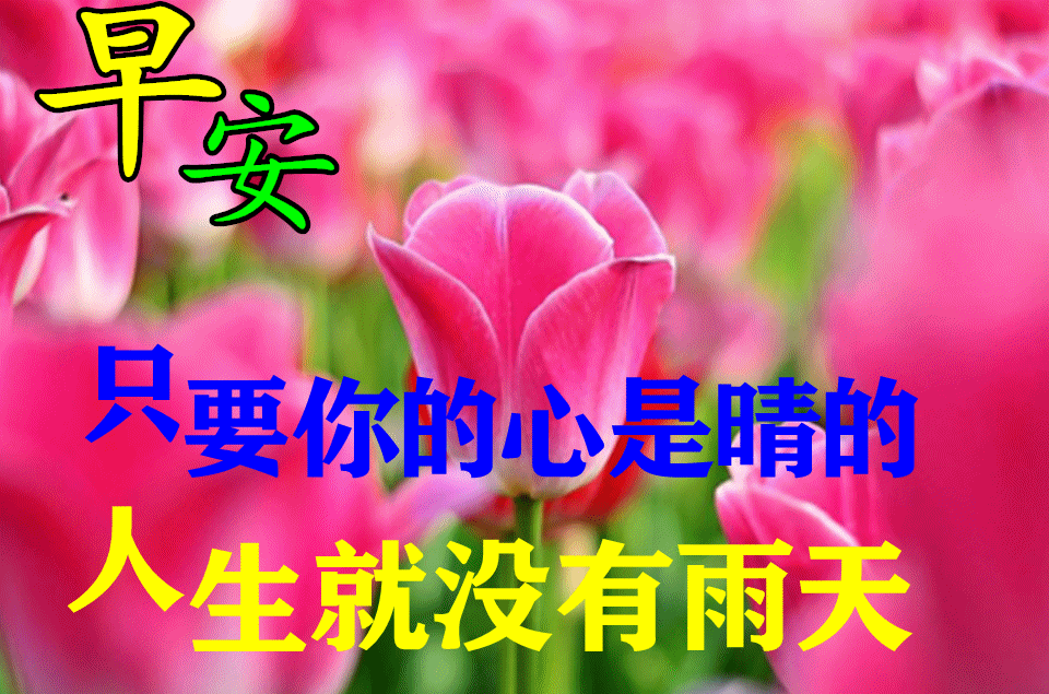 非常好看的早上好鲜花图片表情大全漂亮创意的早上好祝福语表情包动图