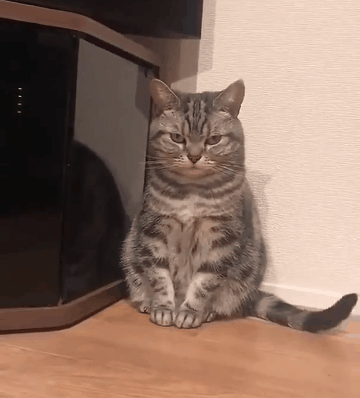 橘猫并不想知道人类为什么要拿个长方形的机器天天对着它一桶咔嚓,它