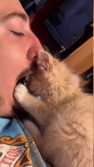 铲屎官们作屎测试冲着猫咪张开嘴巴猫会作何反应