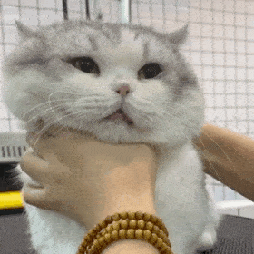 网红猫咪|小怂猫邦邦表情包 第九弹
