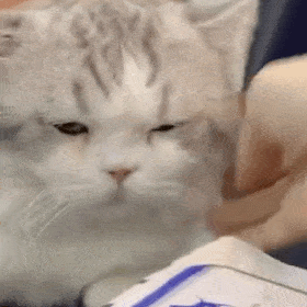 网红猫咪|小怂猫邦邦表情包 第九弹