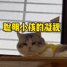 网红猫咪|小怂猫邦邦表情包 第九弹