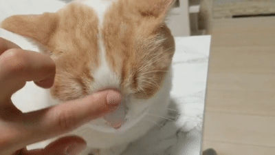不是我酸,但养这种猫确实没什么意思!