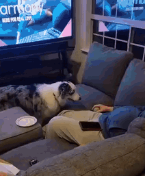 猫咪抖音上你的身材和实际上你的身材简直不能太现实