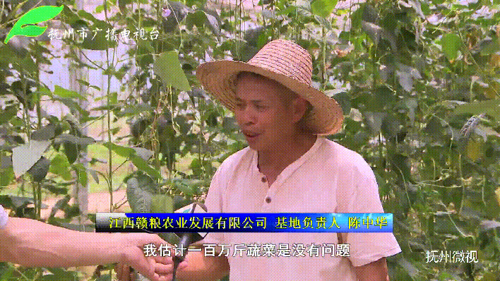 三三两两的工人穿梭其中,忙着采摘时令蔬菜.