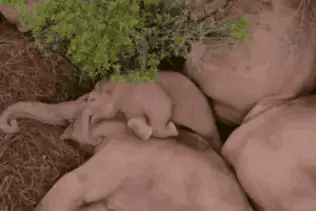 相处,和谐相处,没有发生一例大象暴怒伤人事件和大象主动攻击人类事件