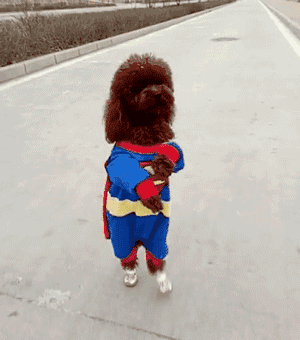 泰迪犬怎样才算认主就看有没有这几个现象