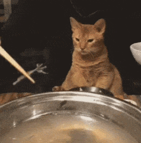 猫趣当着馋猫的面吃顿饭能有多难养过猫的铲屎官自然都懂